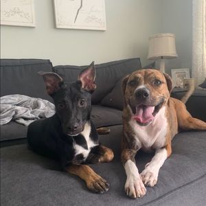 Meet your Posher, Cassidy